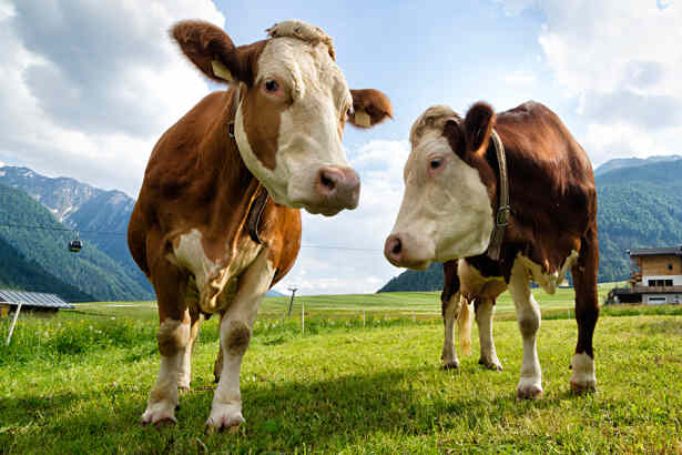 Kuh tötet Tierarzt bei Routine-Eingriff! Todesdrama um einen Tierarzt - er fand ein trauriges Ende